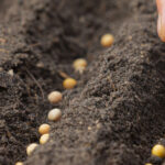 Seedbed preparation: what equipment to use for a well-done work?