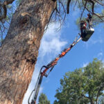 Potatura alberi alto fusto: normativa e pratiche migliori da seguire